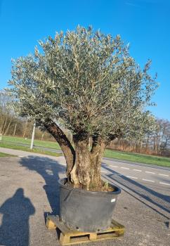 Olivenbaum-3fach-verzweigt-70